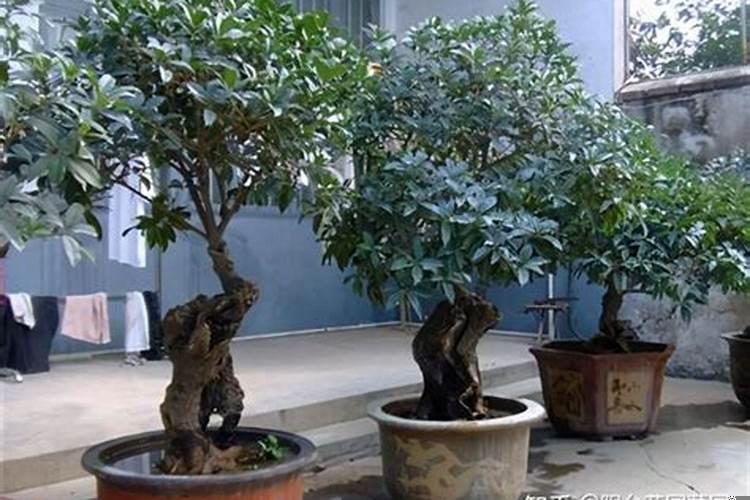 庭院十大名贵吉祥之树