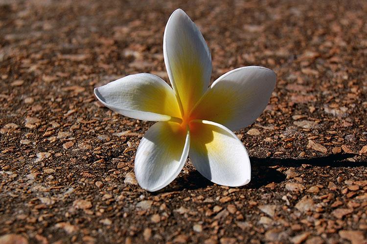 良辰吉日什么意思