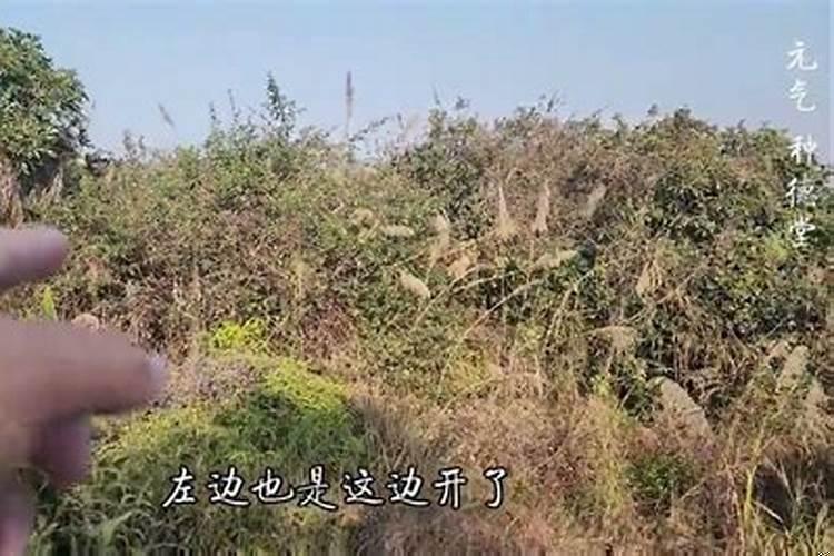 风水宝地出大官