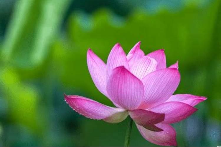 十月财运最好的生肖