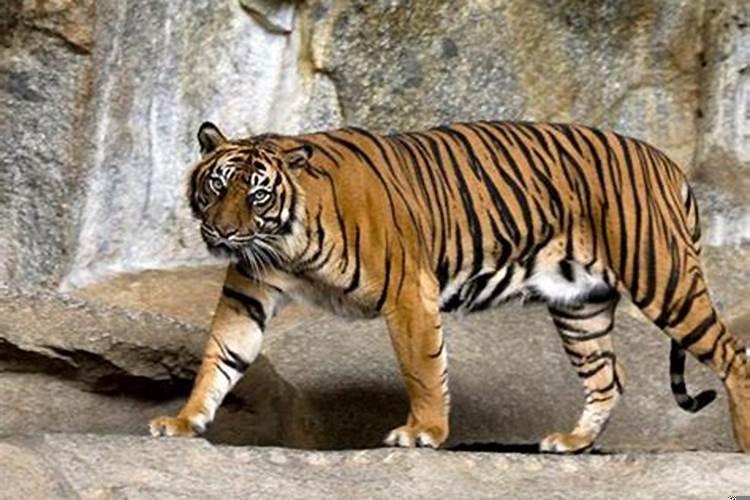 孕妇梦见三只老虎是什么意思