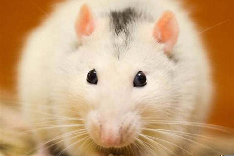 属鼠宝宝洋气的小名男孩