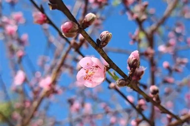 给老公斩桃花几天有效果