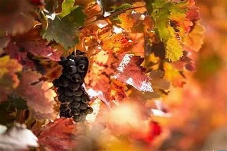 属虎的人2022年的运势及运程男