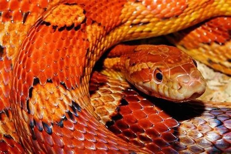 梦见被红色的毒蛇咬了