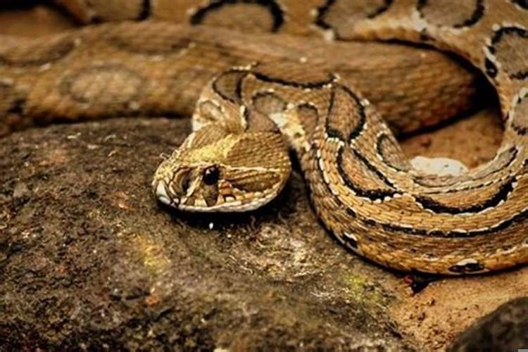 周公解梦梦见好多蛇是什么预兆女性