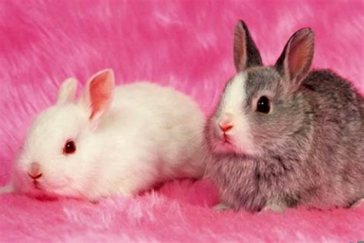 属兔的人2022年运势及运程详解