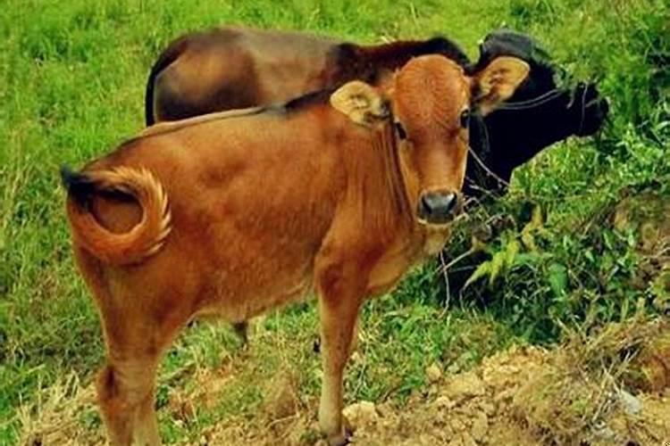 属牛的家里忌讳摆放什么