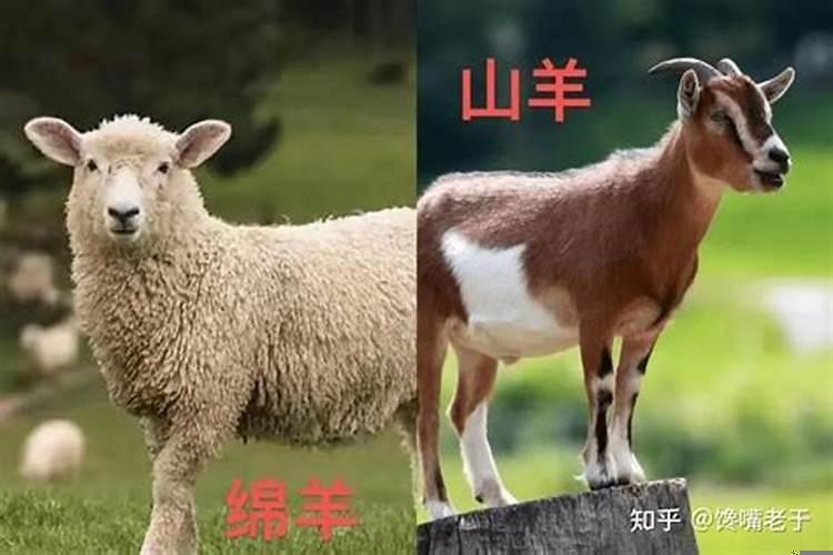 山羊绵羊哪个好吃，为什么?