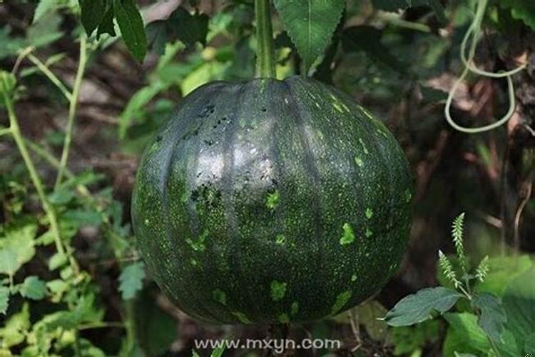 梦见一条彩色的蛇咬我