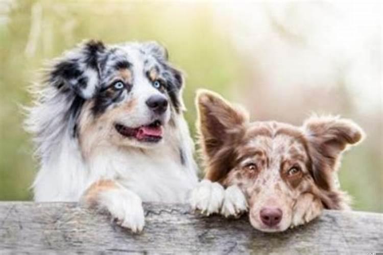 属狗2022年运势及运程每月运程狗