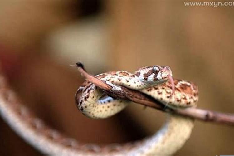 女人梦见狗咬手出血什么意思呀