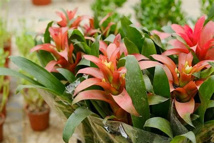 贵人到鸿运当头