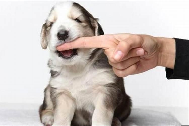 女人梦见狗咬手出血什么意思呀