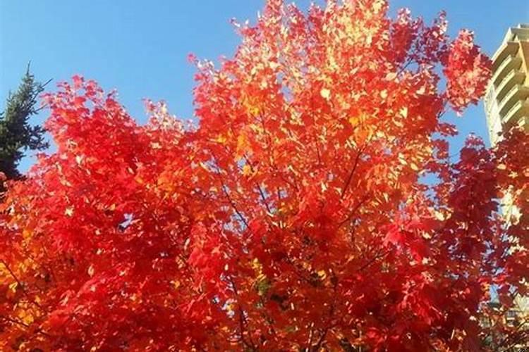 把老婆宠到天上去的生肖男