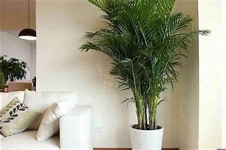 风水学上室内适合养什么花