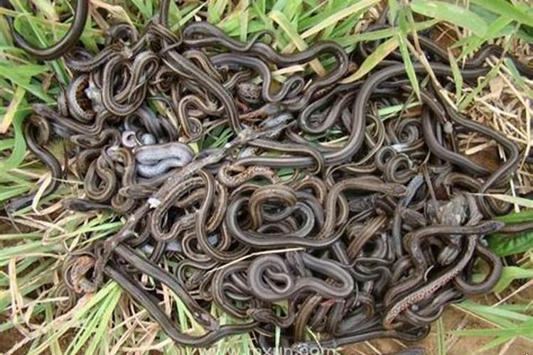 周公解梦梦见好多蛇是什么预兆女性