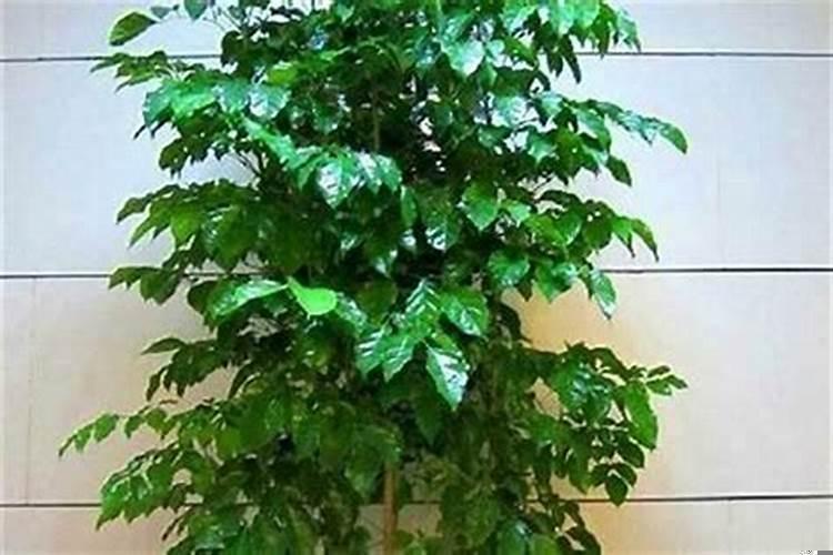 风水学上室内适合养什么花