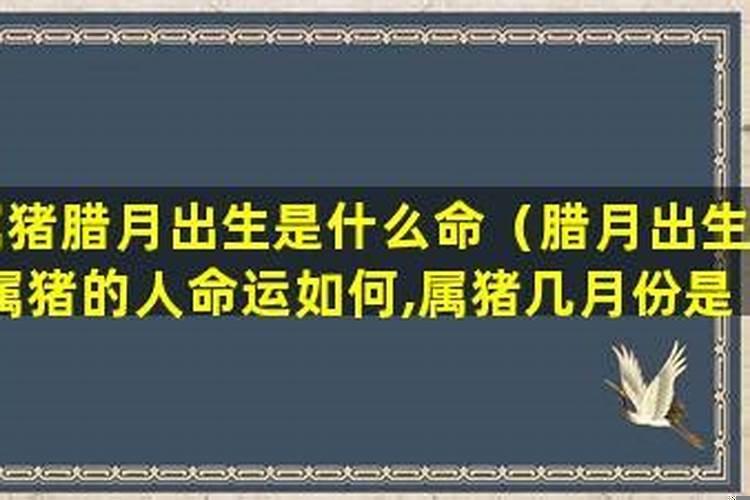 腊月出生的猪宝宝是什么命