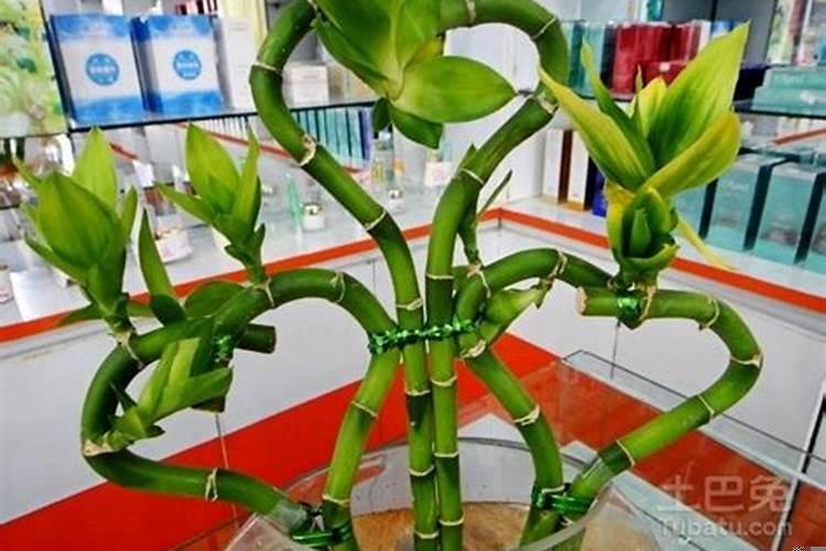 转运竹的摆放风水