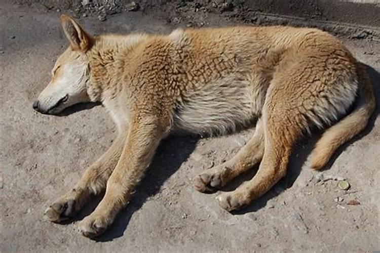 做梦梦到死狗是什么意思