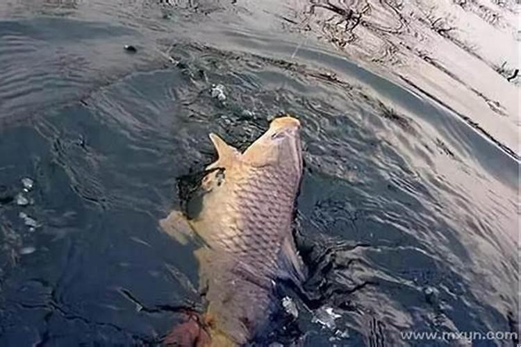 梦见很多好大的鱼是什么意思