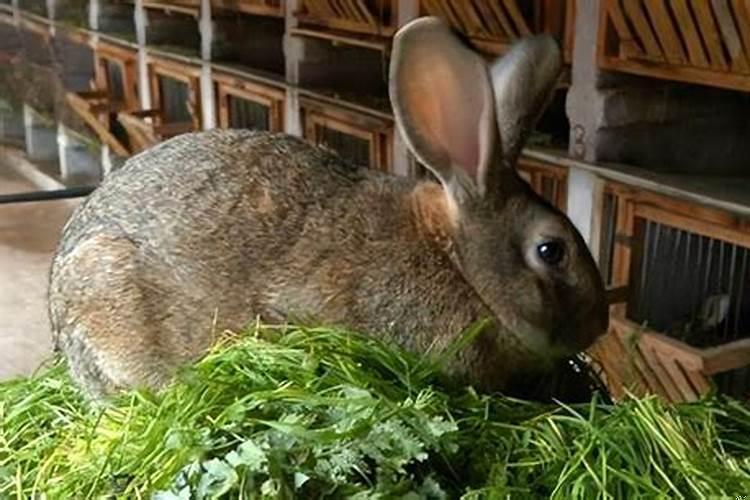 属兔人佩戴什么旺财旺事业