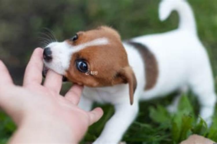 女人梦见狗咬手出血什么意思呀