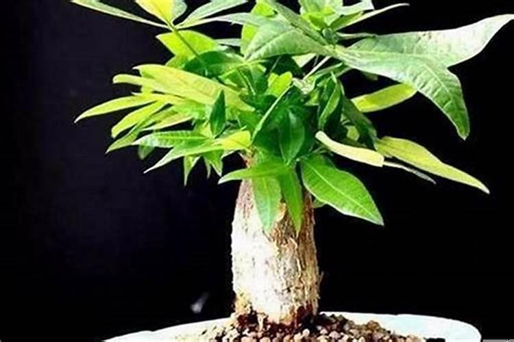 旺财运的植物有哪些呢