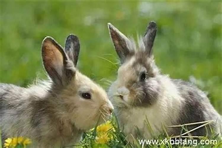 属兔和什么属相发财