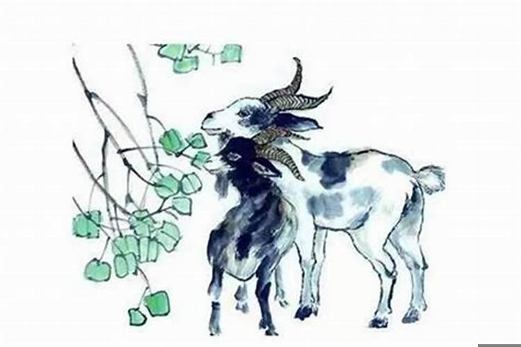 客厅中间摆什么好