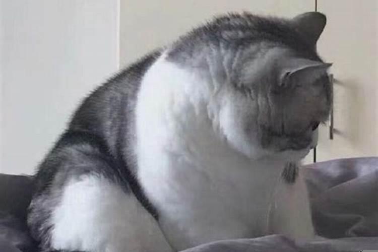 梦里没人喜欢我