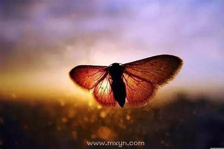 梦见死去的前老板