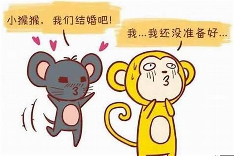 男的属鼠女的属猴相配吗