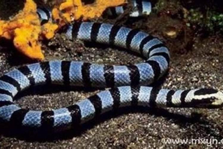 女人梦见水中蛇预示着什么征兆