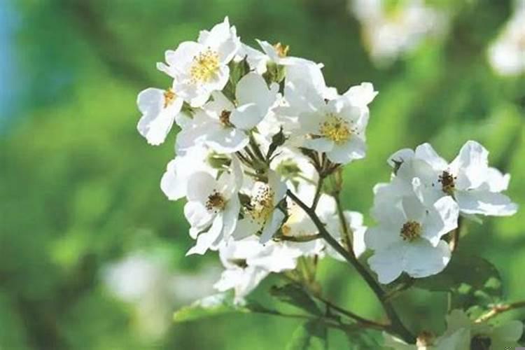 最有福气的属相女