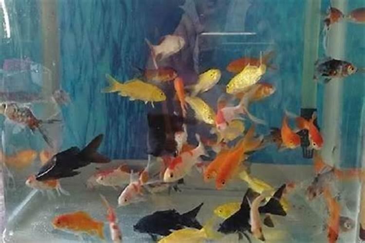 家里的风水鱼养几条最好