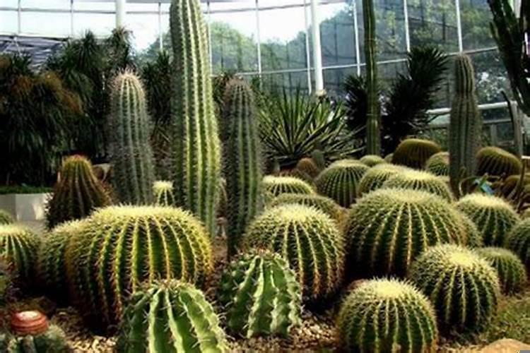 家中摆放仙人掌好吗