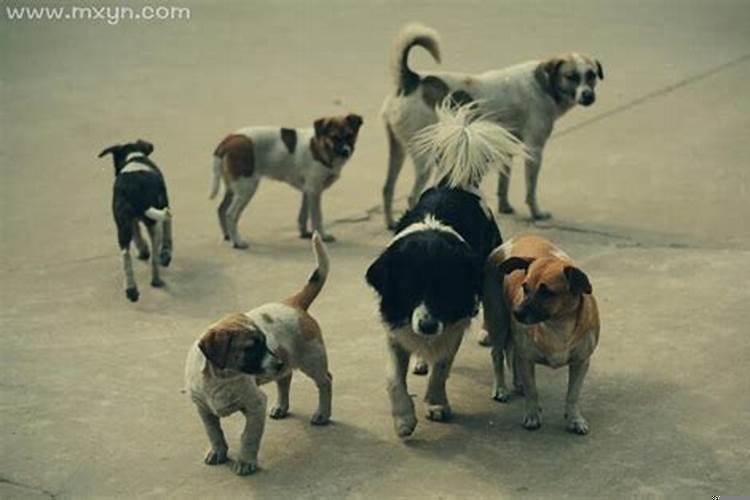 梦到被一群狗围攻是啥意思