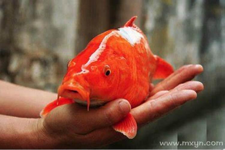 梦到巨大的红鲤鱼