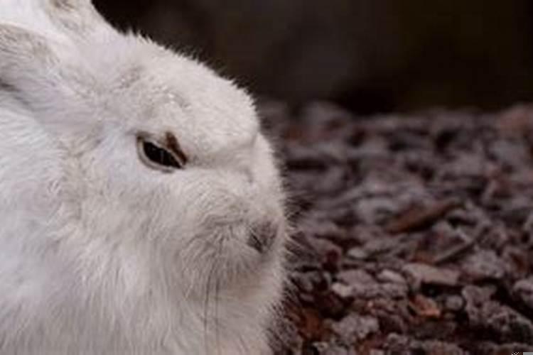 87年兔和92年猴婚姻配吗