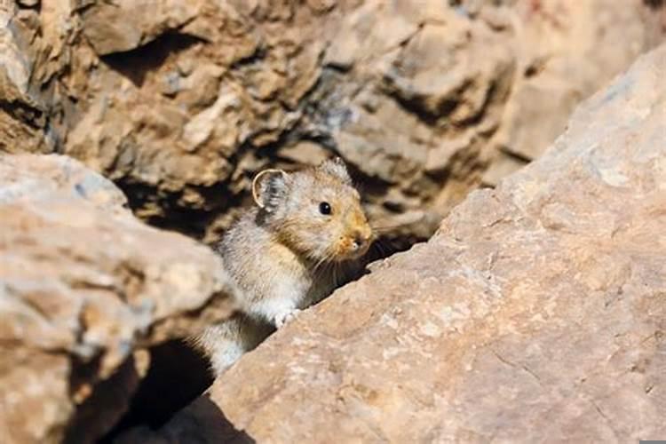 老鼠兔子不成婚什么意思