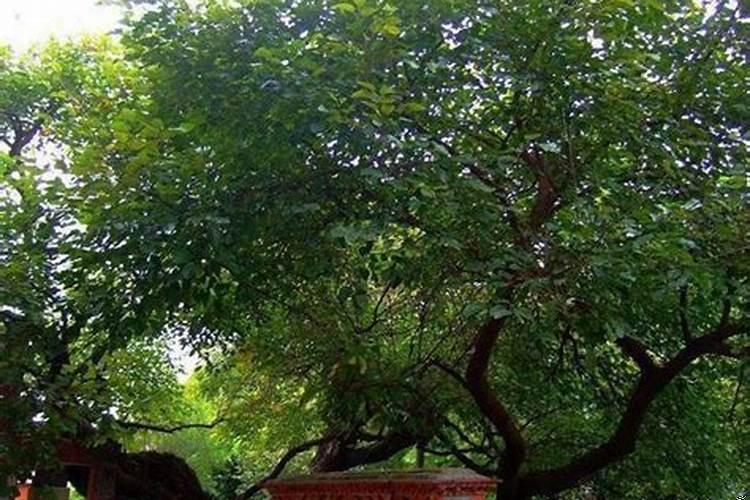 院子里种什么树风水好又旺财