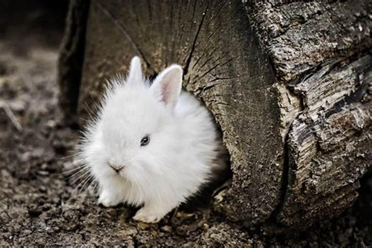 属兔的人36岁时运气怎么样