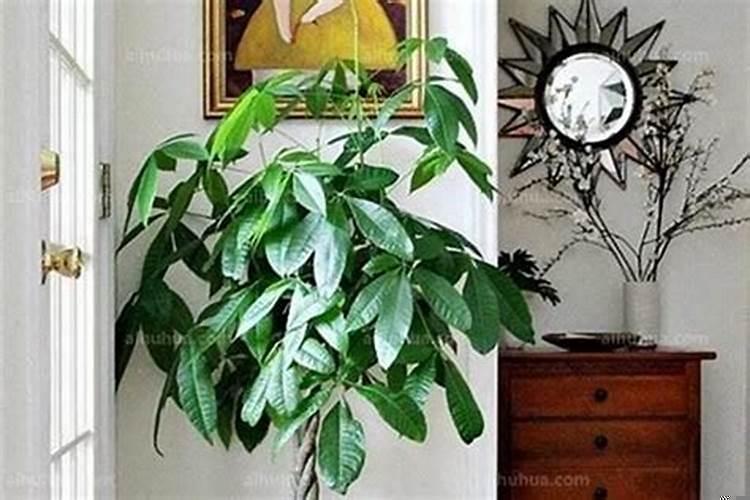 属马人家里养什么植物最旺财