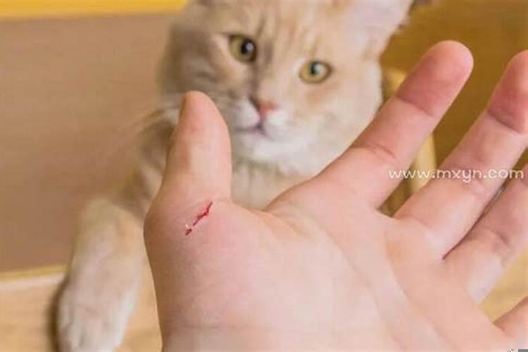梦见被猫抓伤手出血怎么回事