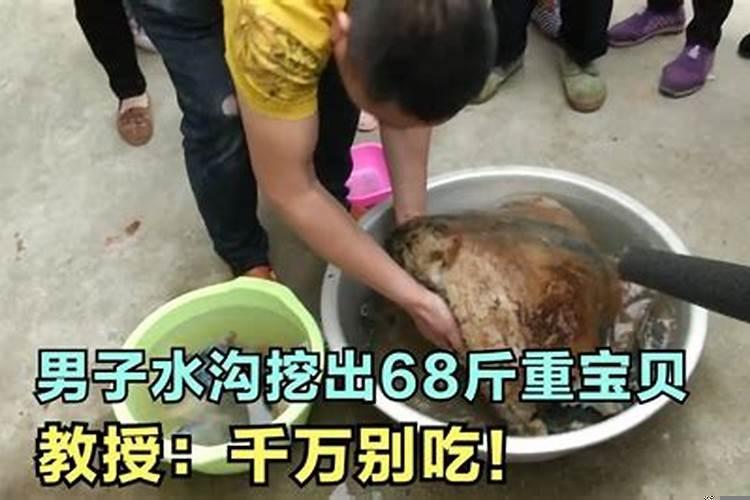 太岁吃了可以长生不老