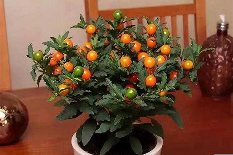 房子朝哪个方向招财