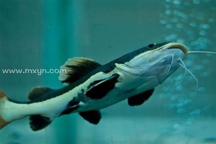 做梦梦见亲人被车撞了