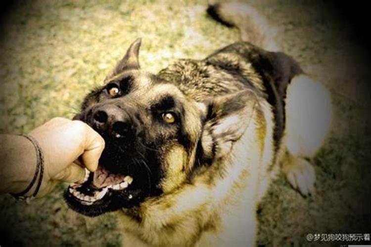 梦见狗咬是咋回事
